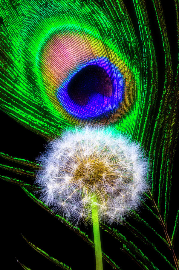 Dandelion And Peacock Feather Photograph by Garry Gay