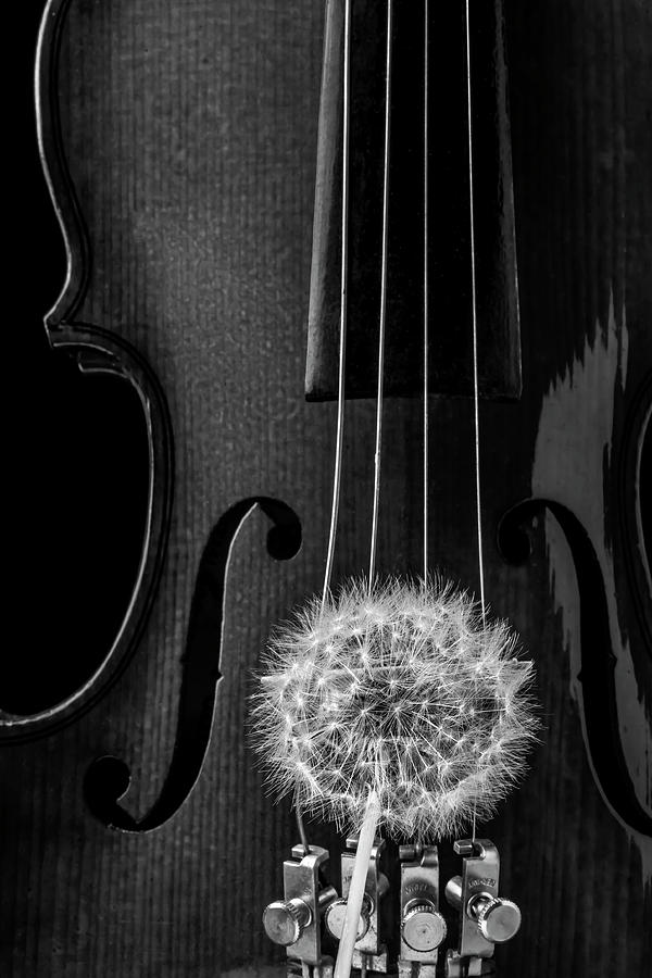 Dandelion And Violin Photograph by Garry Gay