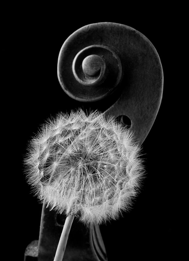 Dandelion And Violin Scroll Photograph by Garry Gay