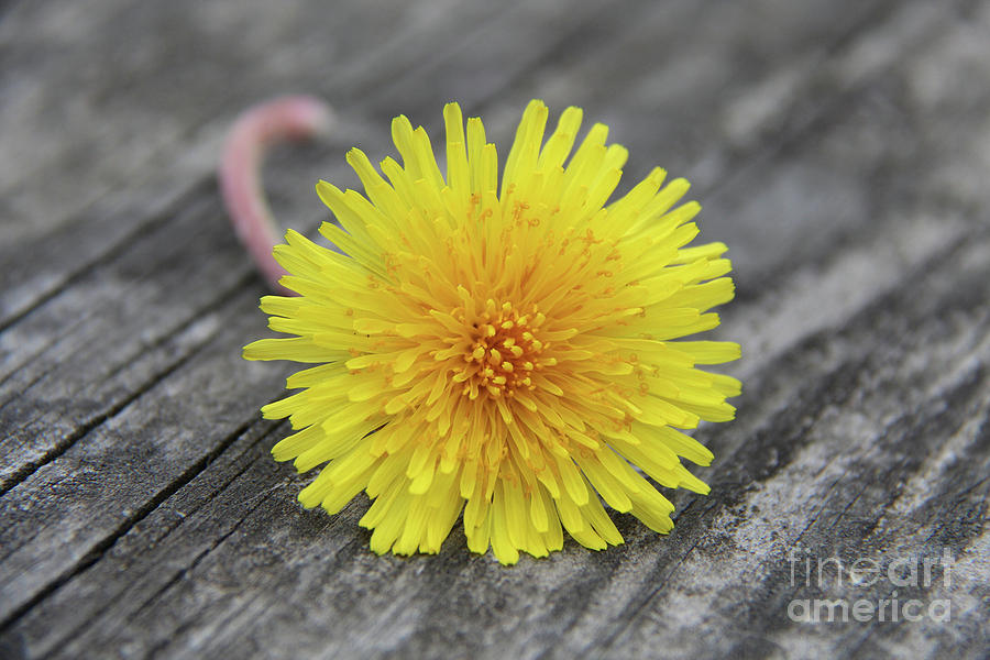 Spring Photograph - Dandelion by Art Kurgin