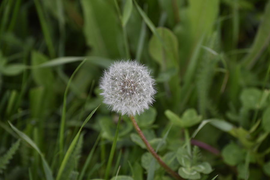 Abstract Photograph - Dandelion at the end by Adrian Bud Abstract Photograph - Dandelion at the end by Adrian Bud
