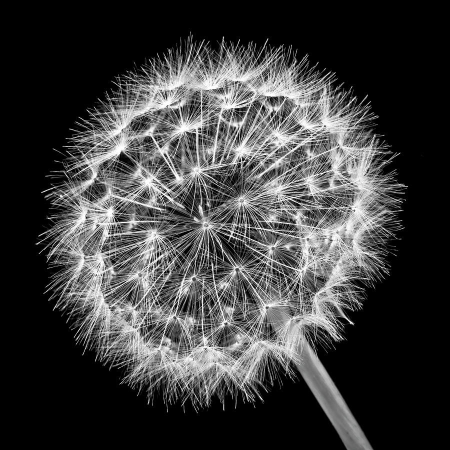Dandelion Ball In Black And White Photograph by Garry Gay