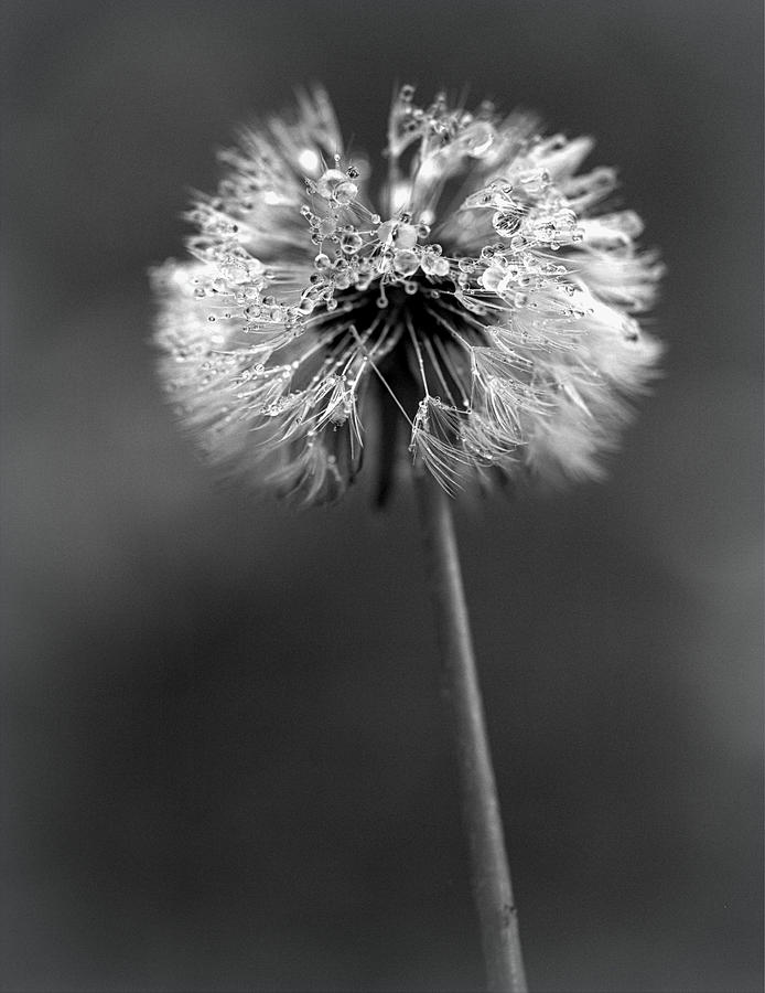 Dandelion - Black And White Photograph by Joseph Skompski