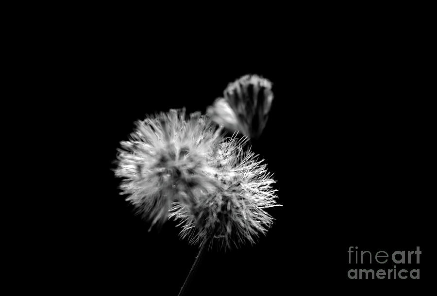 Dandelion Black And White Photograph by Michelle Meenawong