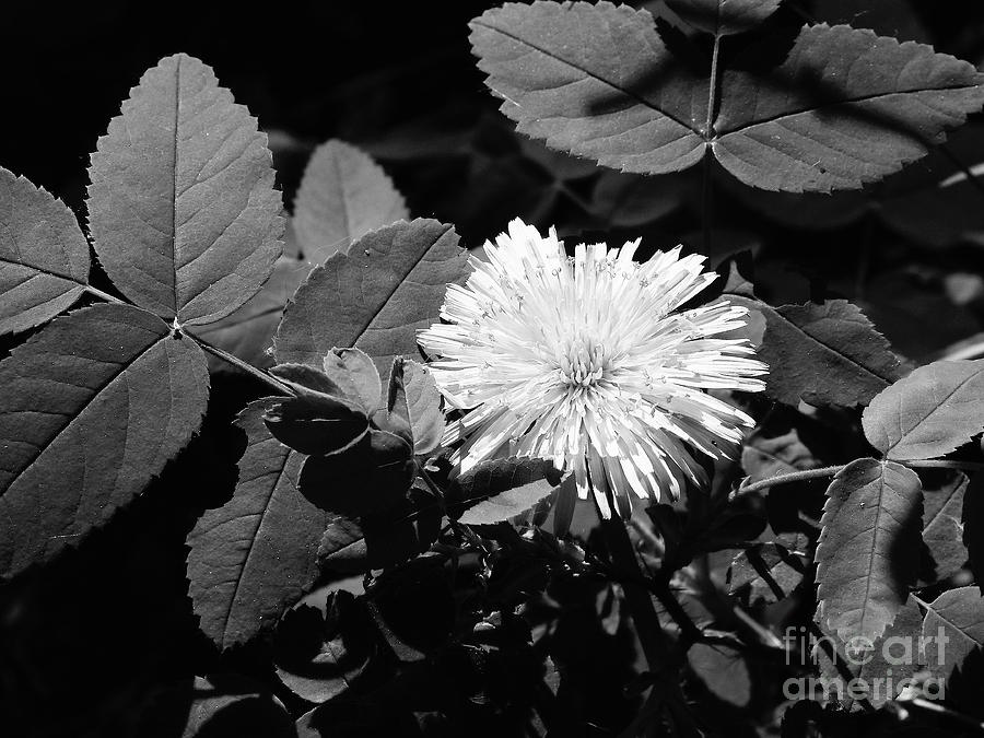 Dandelion Blossom  .. BW 001 Photograph by Jor Cop Images