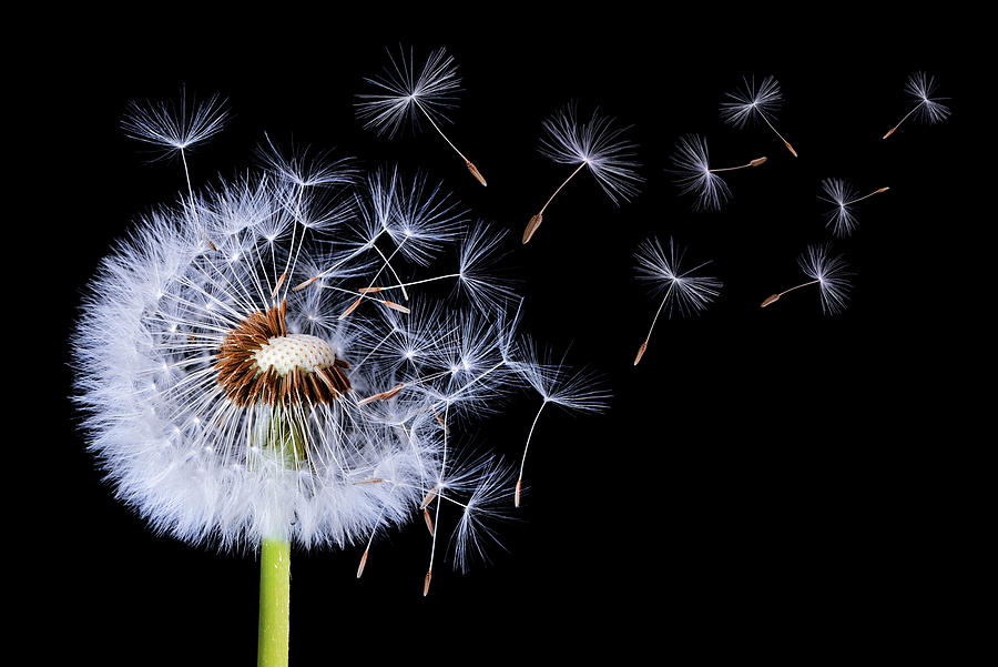 Dandelion blowing on black background Photograph by Bess Hamiti