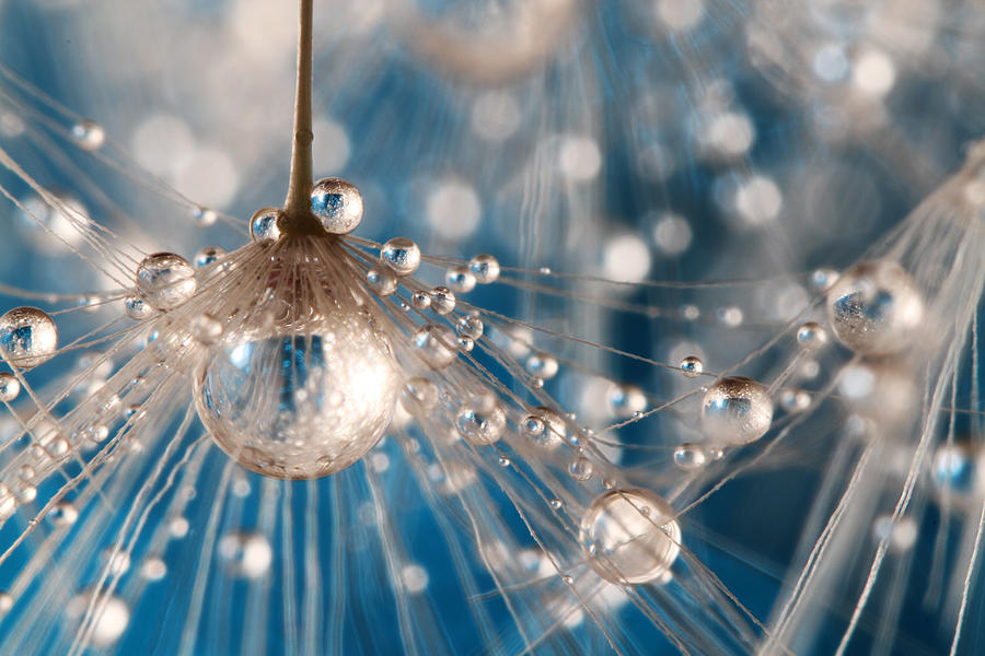 Abstract Photograph - Dandelion Blue Sparkling Drops by Sharon Johnstone