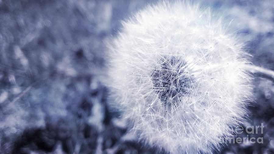 Dandelion Blues Photograph by Lkb Art And Photography