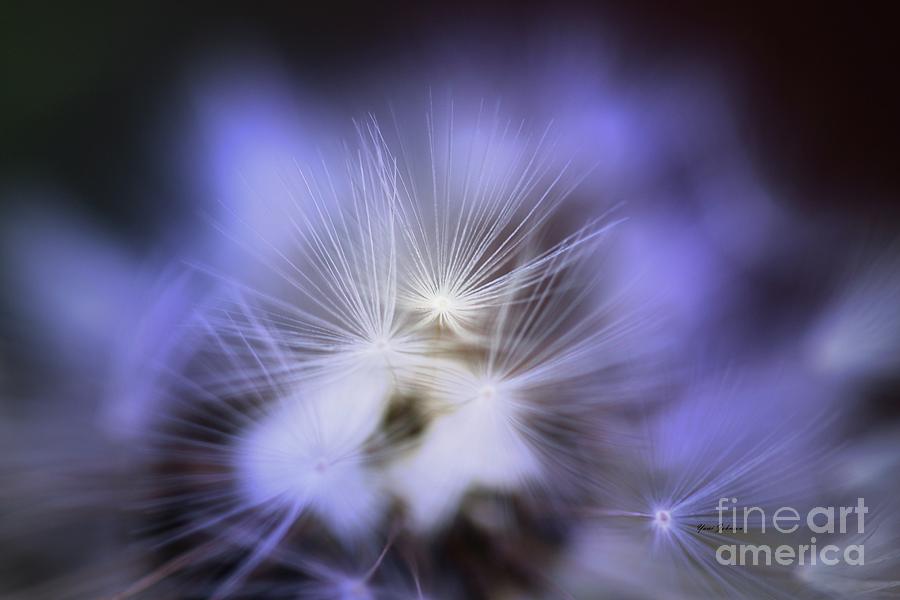 Dandelion Blue Photograph by Yumi Johnson
