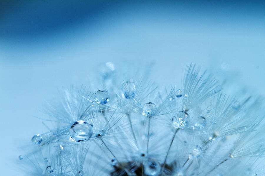 Water Photograph - Dandelion Bouquet by Rebecca Cozart