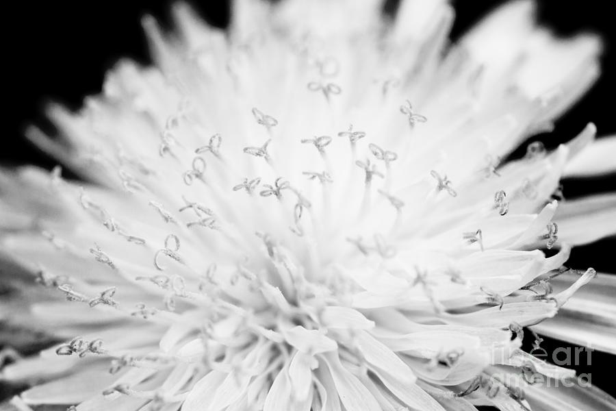 Dandelion Photograph by Chris Scroggins