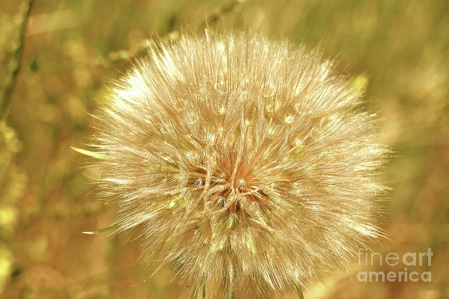 Spring Photograph - Dandelion by Christiane Schulze Art And Photography