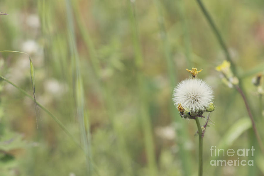 Dandelion Photograph by Cindy Garber Iverson