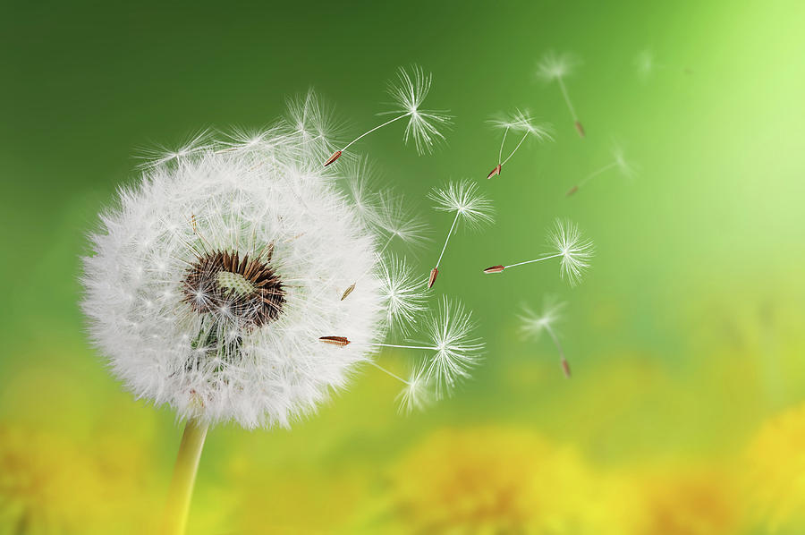 Dandelion Clock In Morning Photograph by Bess Hamiti