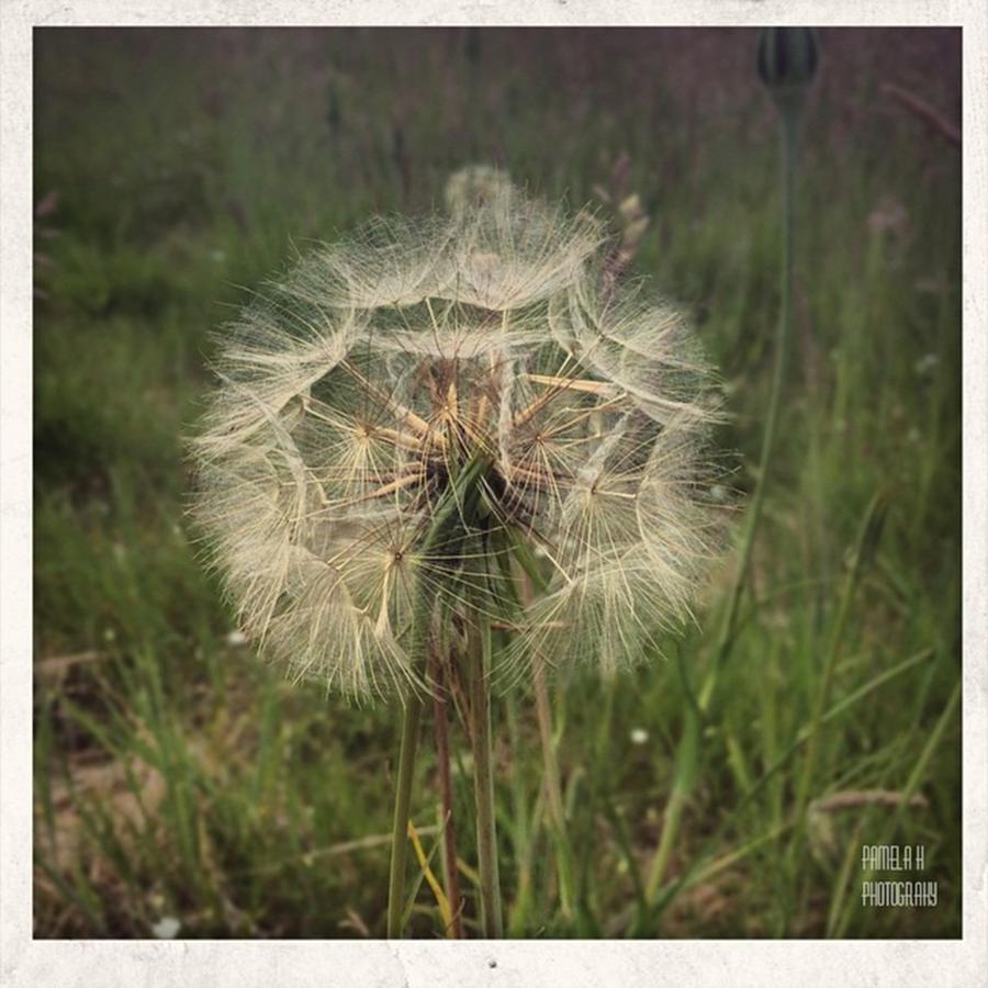 Nature Photograph - #dandelion #clock #seed #flower by Pamela Harridine