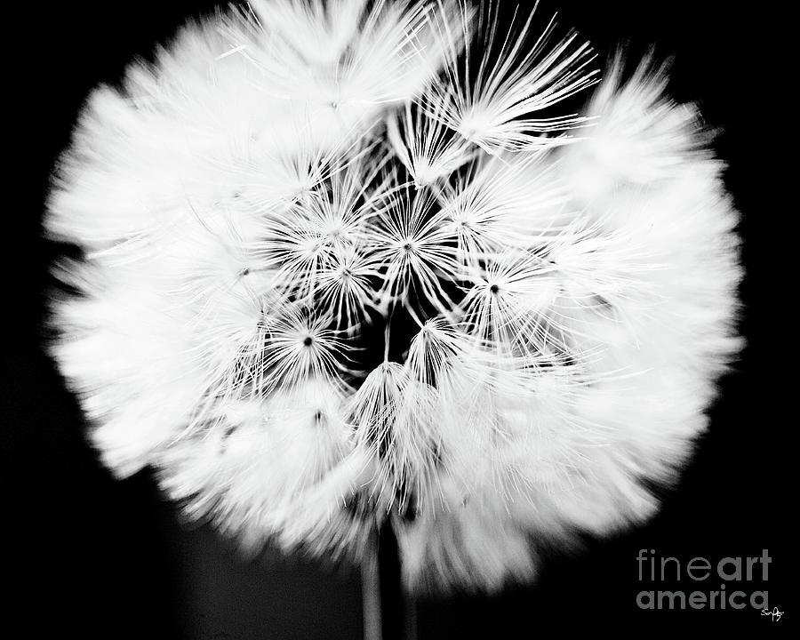 Dandelion Closeup Photograph by Scott Pellegrin