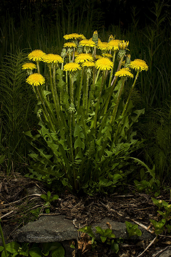 Dandelion Clump Photograph by Fred Denner