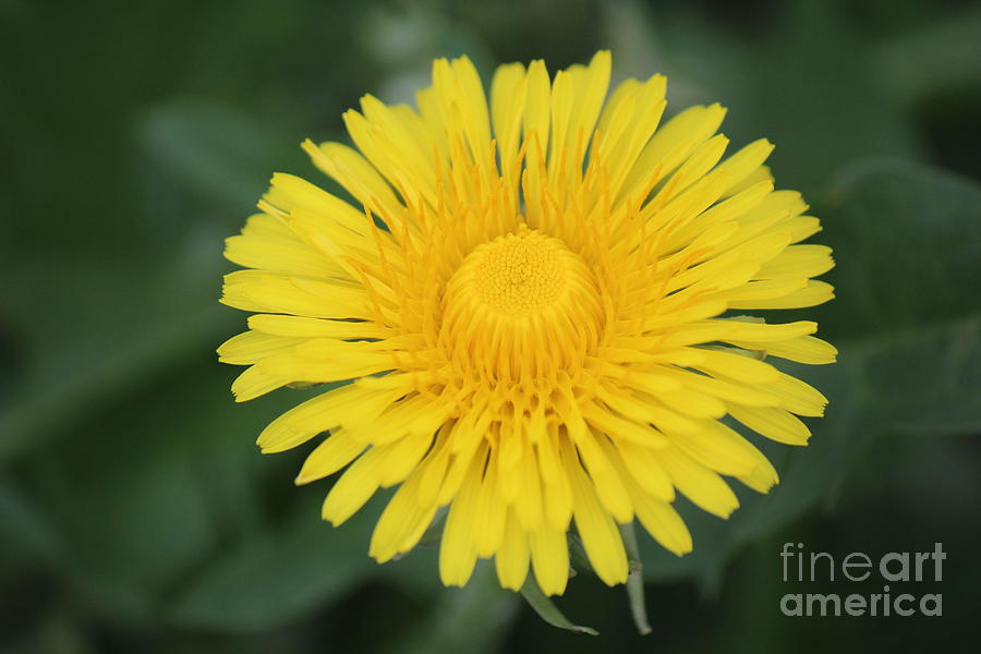 Dandelion Photograph by Colleen Snow - Fine Art America