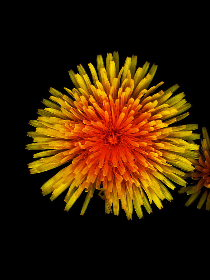 Unique Photograph - Dandelion Contrast by Dylan Punke