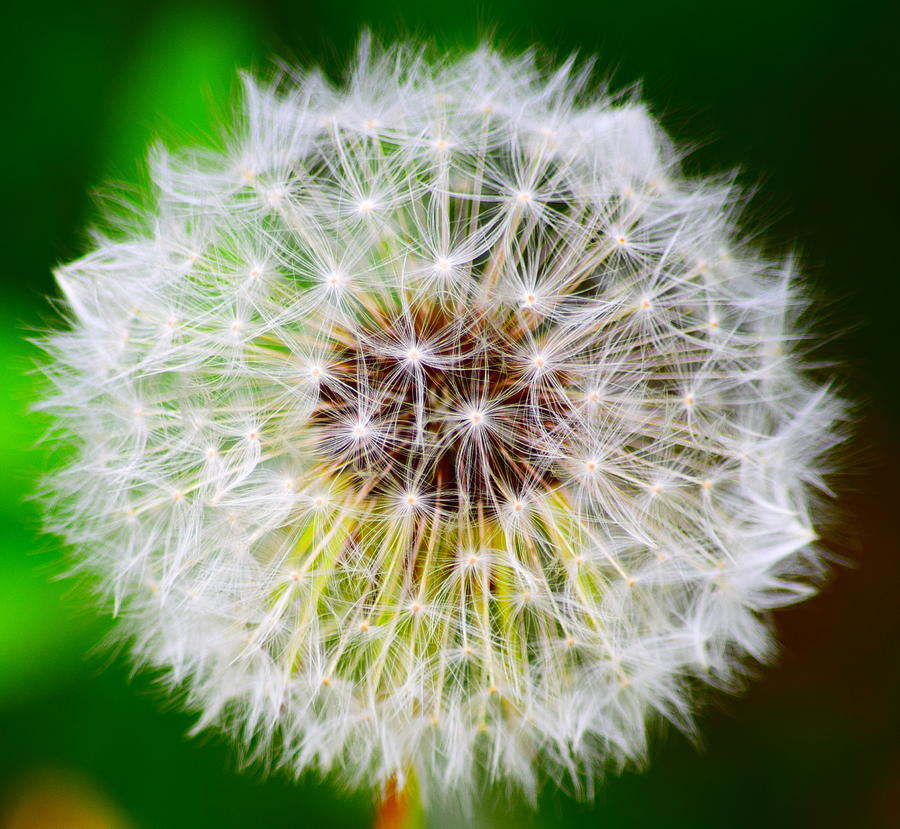 Dandelion Digital Art by Deborah Irving - Pixels