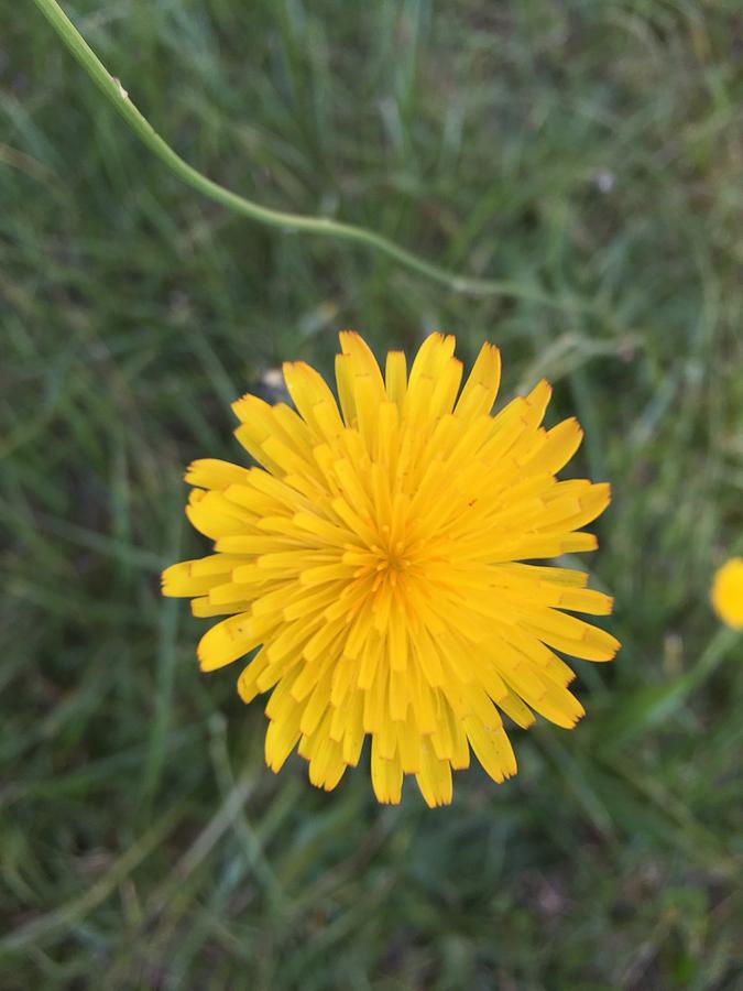 Dandelion Delight Photograph by Jason Richards - Fine Art America