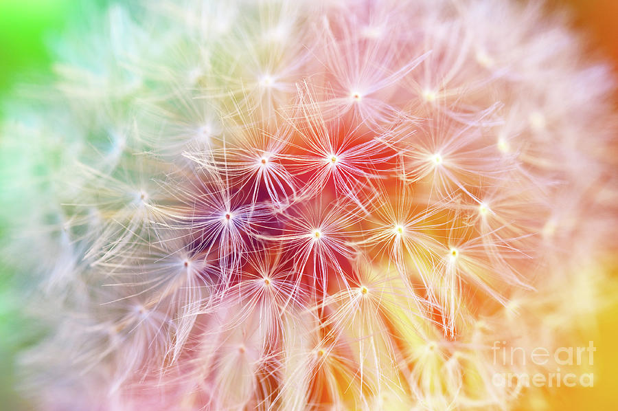 Abstract Photograph - Dandelion detail, rainbow colors by Delphimages Photo Creations