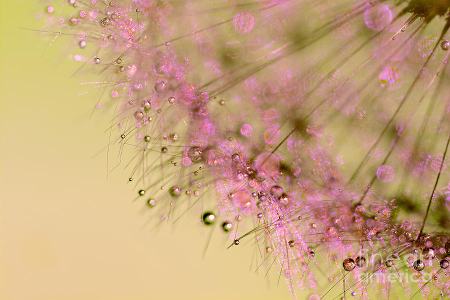 Nature Photograph - Dandelion Desert Dust by Kaye Menner by Kaye Menner