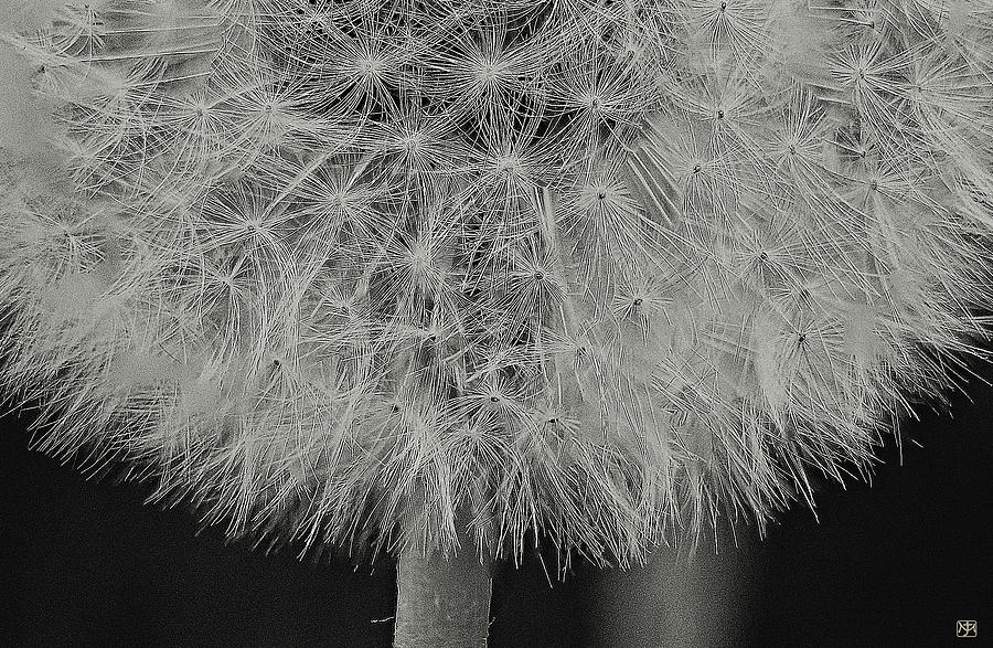 Dandelion Detail Photograph by John Meader