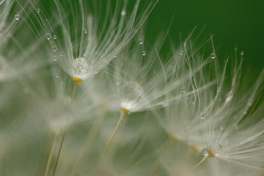 Dandelion Dew Photograph by Brian Hale