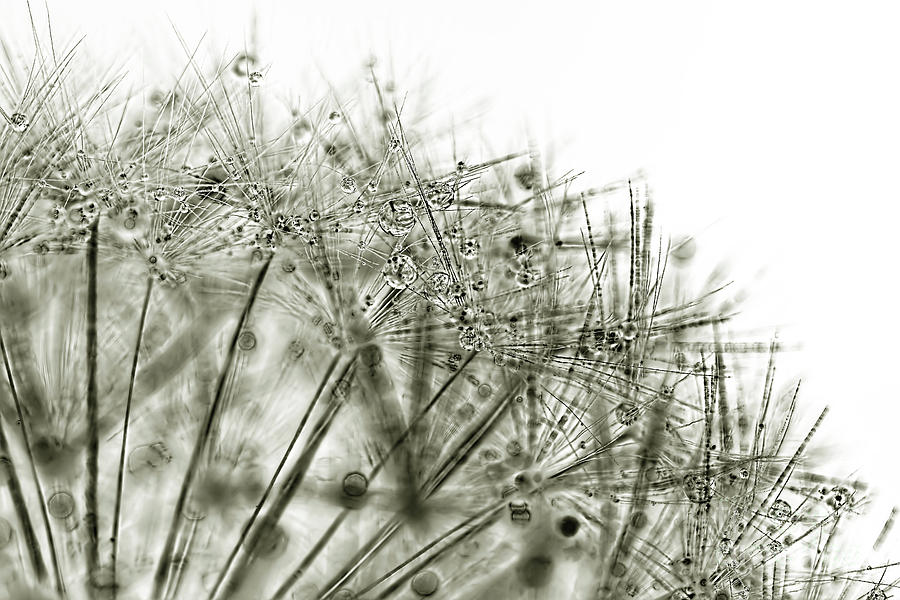 Dandelion Dew by Kaye Menner Photograph by Kaye Menner