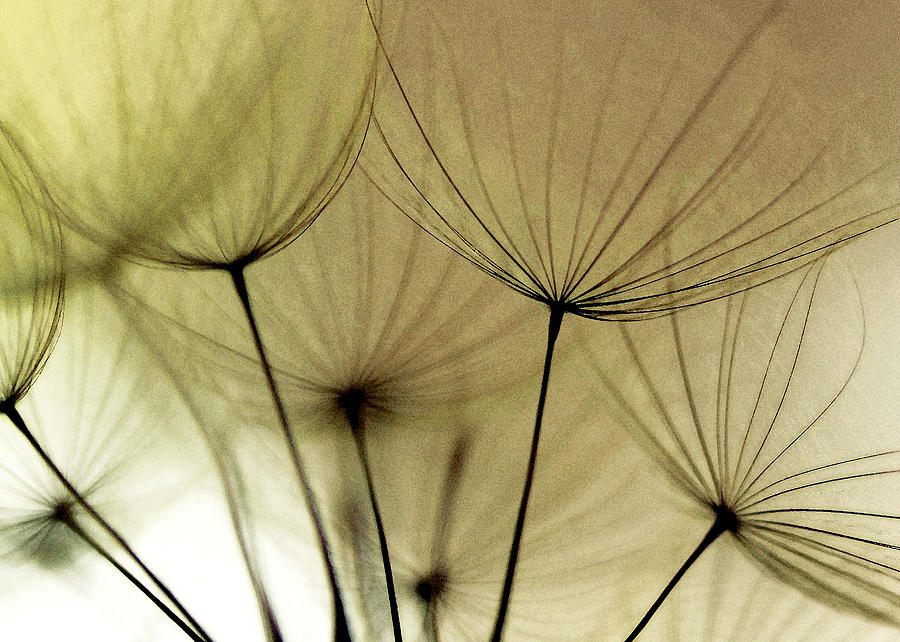 Abstract Photograph - Dandelion Dream by Amy Neal