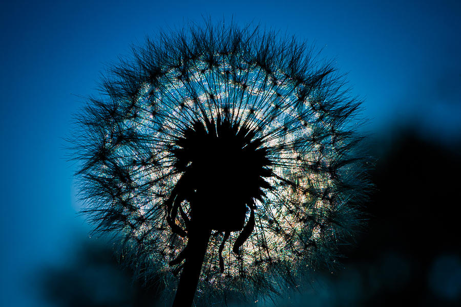 Dandelion Dream Photograph by Jason Moynihan