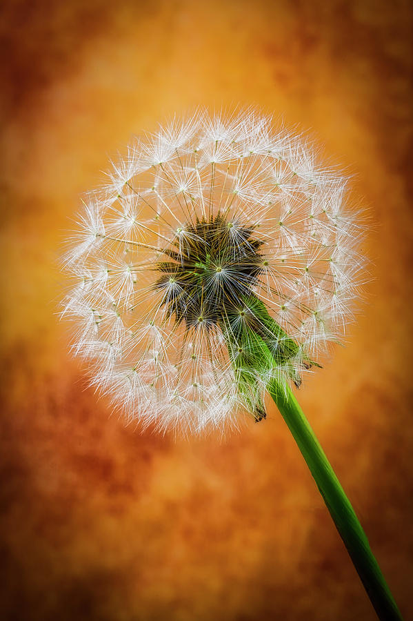 Dandelion Dreams Photograph by Garry Gay
