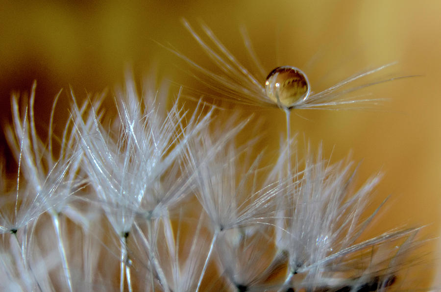 Dandelion Drop Photograph by Wolfgang Stocker