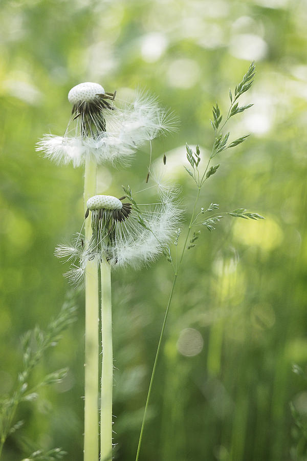 Dandelion Duo Photograph by Angie Rea