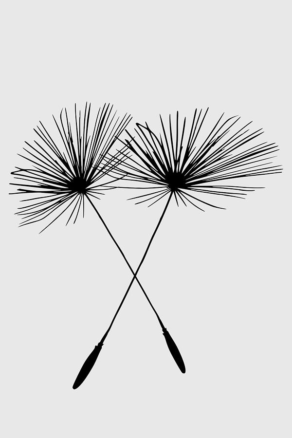 Dandelion Duo  Drawing by David Dehner