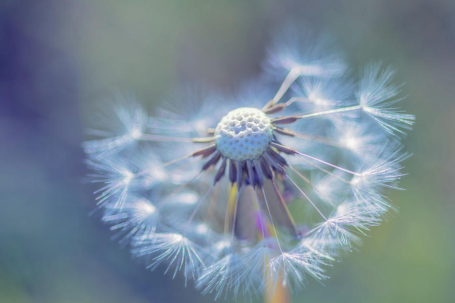 Dandelion Ending Photograph by Terry Davis