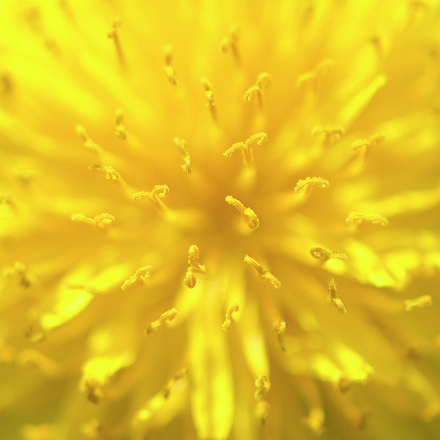 Dandelion extreme close-up Photograph by Karen Smale