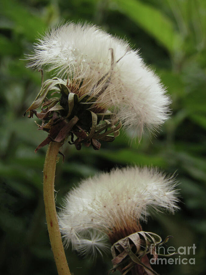 Dandelion Photograph - Dandelion Fairies by Kim Tran Dandelion Photograph - Dandelion Fairies by Kim Tran