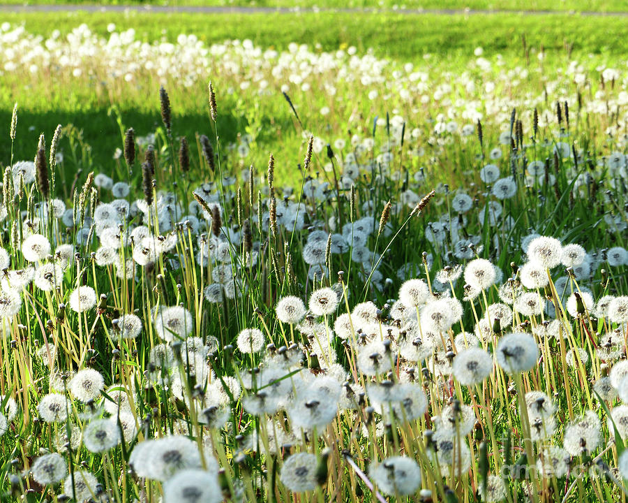 Dandelion field Photograph by Paula Joy Welter