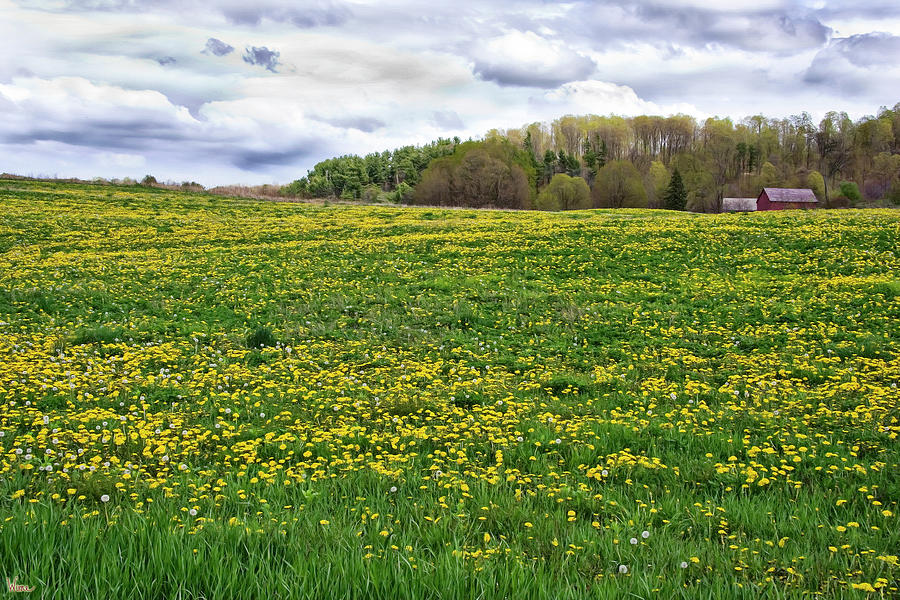 Dandelion Field with Barn Photograph by Lise Winne
