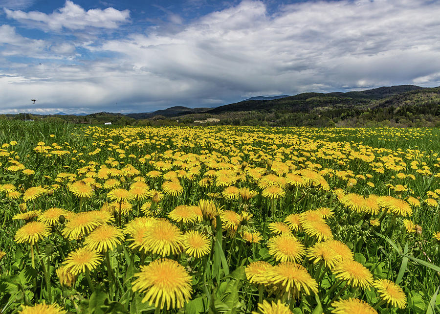 Dandelion Fields Photograph by Tim Kirchoff
