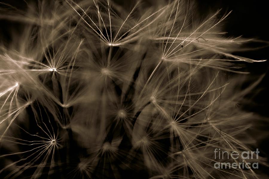 Dandelion Fireworks Photograph by Clare Bevan
