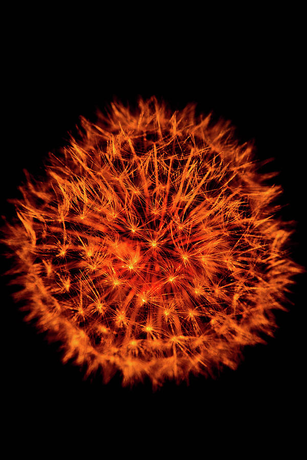 Dandelion Fireworks Flower Photograph by Bruce Pritchett