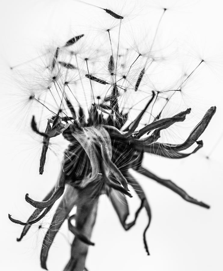 Dandelion Fireworks Photograph by Hans Castorp - Fine Art America