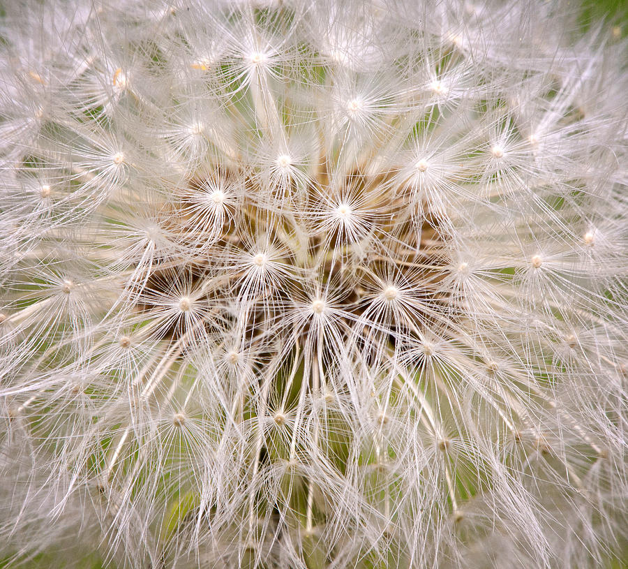 Dandelion Fireworks Photograph by Stephen Anderson