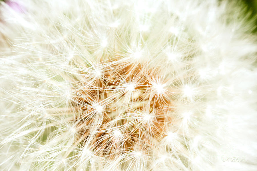 Dandelion Photograph - Dandelion Flower #1 by Iris Richardson