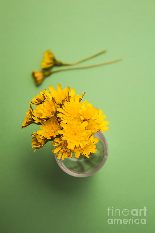 Nature Photograph - Dandelion flower clippings by Jorgo Photography