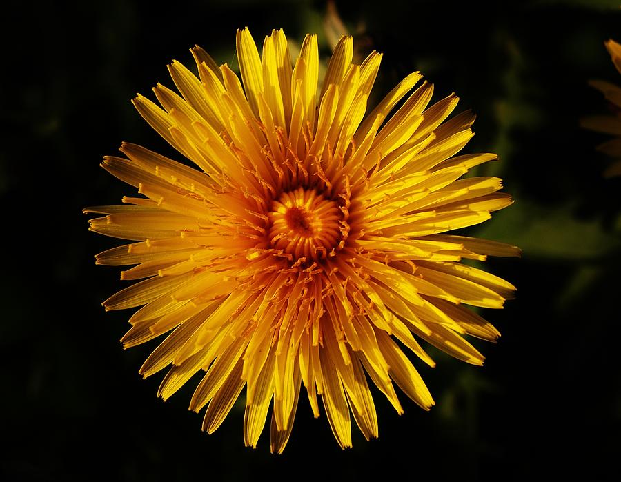 Dandelion Flower Head Photograph