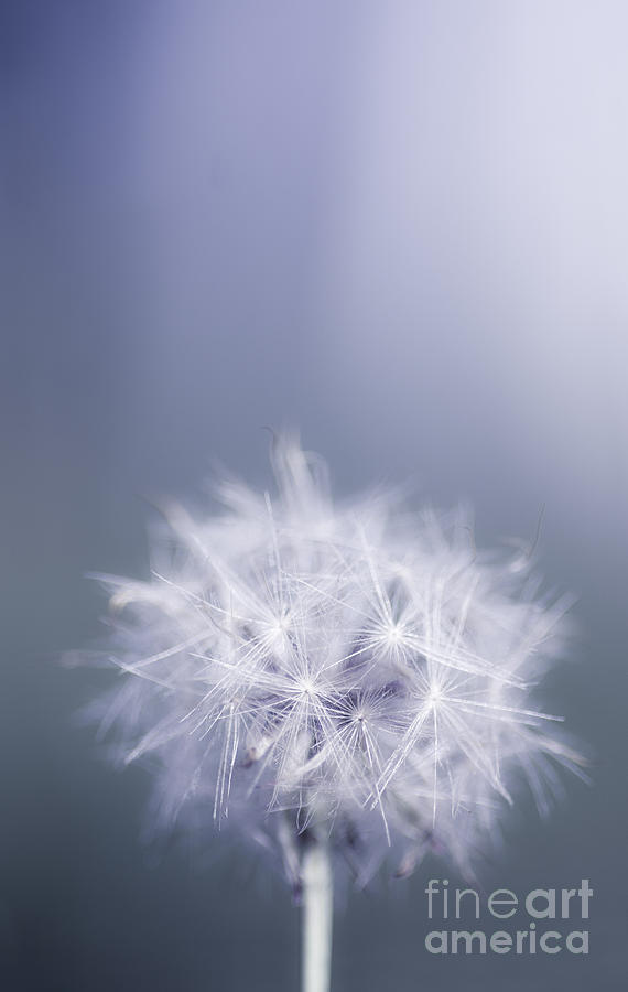 Dandelion flower in cold blue field. Winter wish Photograph by Jorgo Photography